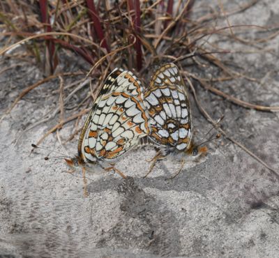 Sagebrush Northern Checkerspot: Chlosyne palla sterope