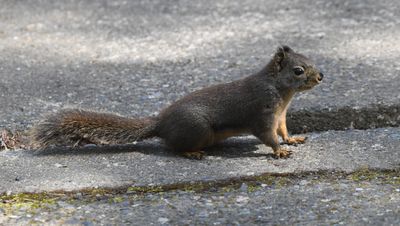 Douglas's Squirrel