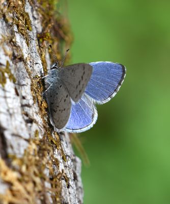 Echo Azure: Celastrina echo