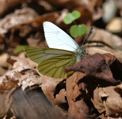 Margined White: Pieris marginalis