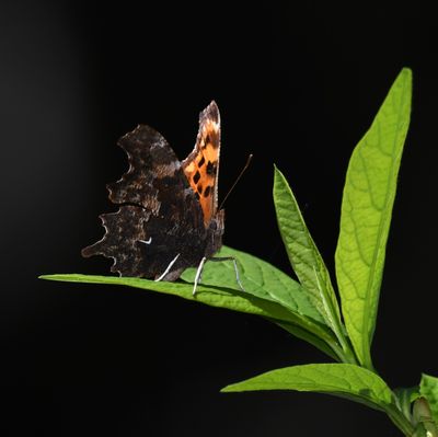 Oreas Anglewing: Polygonia oreas