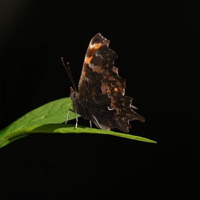 Oreas Anglewing: Polygonia oreas