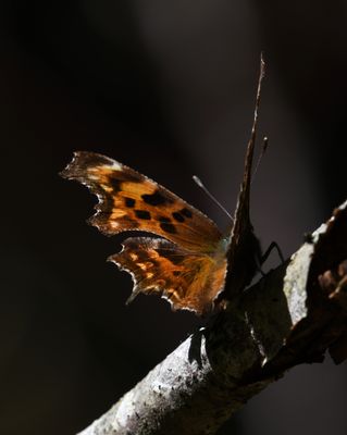 Oreas Anglewing: Polygonia oreas