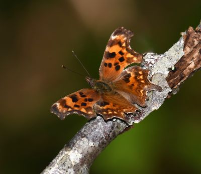 Oreas Anglewing: Polygonia oreas