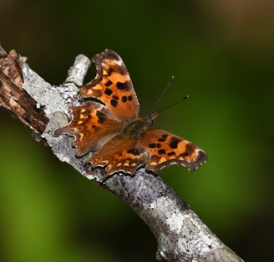 Oreas Anglewing: Polygonia oreas