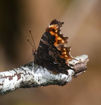 Oreas Anglewing: Polygonia oreas