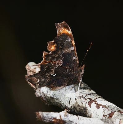 Oreas Anglewing: Polygonia oreas