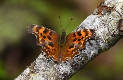 Oreas Anglewing: Polygonia oreas