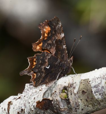 Oreas Anglewing: Polygonia oreas