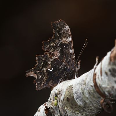 Oreas Anglewing: Polygonia oreas