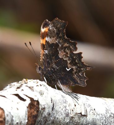 Oreas Anglewing: Polygonia oreas