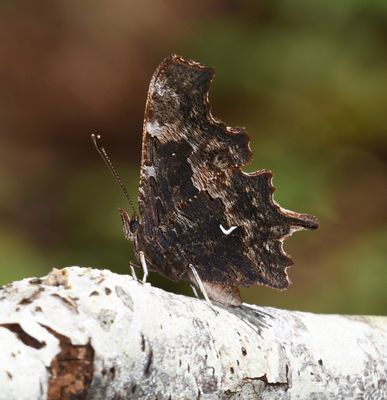 Oreas Anglewing: Polygonia oreas