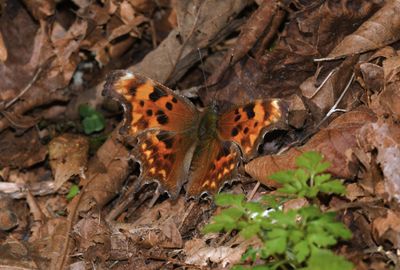 Oreas Anglewing: Polygonia oreas