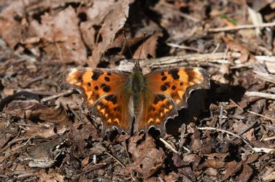 Oreas Anglewing: Polygonia oreas