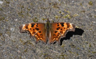 Oreas Anglewing: Polygonia oreas