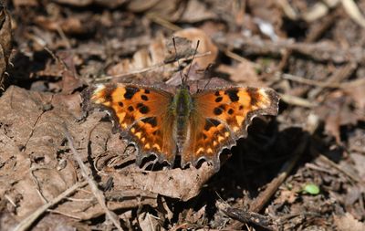 Oreas Anglewing: Polygonia oreas