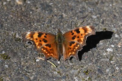 Oreas Anglewing: Polygonia oreas