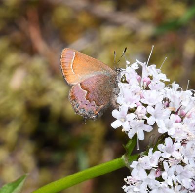Nelson's Hairstreak: Callophrys nelsoni