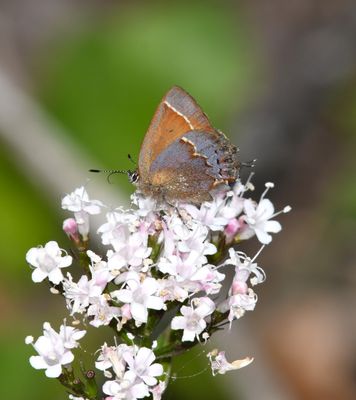 Nelson's Hairstreak: Callophrys nelsoni