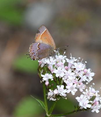Nelson's Hairstreak: Callophrys nelsoni