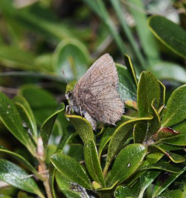 Hoary Elfin: Callophrys polios