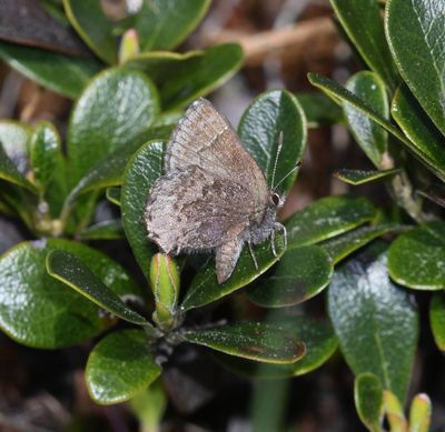Hoary Elfin: Callophrys polios