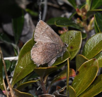 Hoary Elfin: Callophrys polios