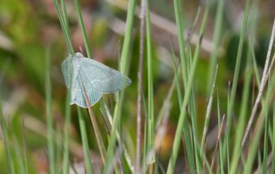 Moth