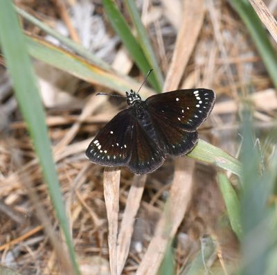 Common Sootywing: Pholisora catullus