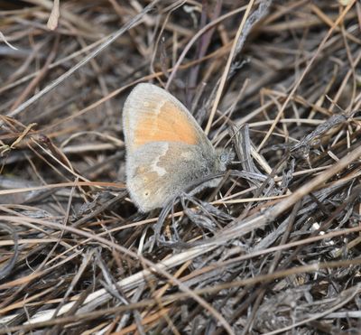 Ochre Ringlet: Coenonympha tullia