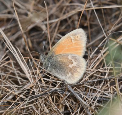 Ochre Ringlet: Coenonympha tullia
