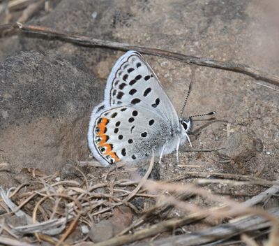 Acmon Blue: Icaricia acmon
