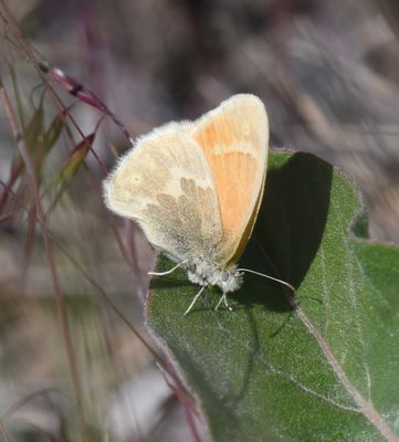 Ochre Ringlet: Coenonympha tullia