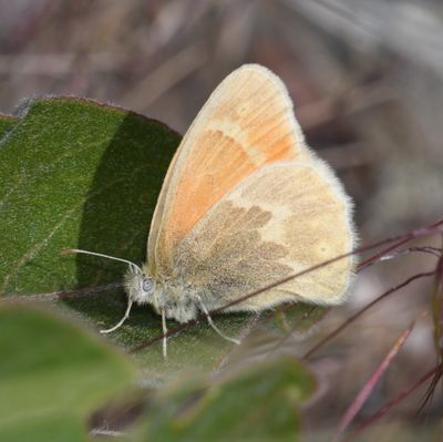 Ochre Ringlet: Coenonympha tullia