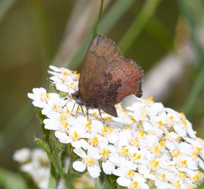 Brown Elfin: Callophrys augustinus