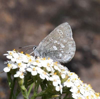 Halfmoon Hairstreak: Satyrium semiluna