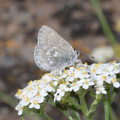 Halfmoon Hairstreak: Satyrium semiluna