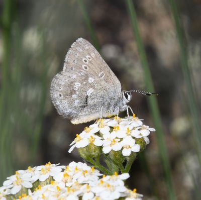Halfmoon Hairstreak: Satyrium semiluna