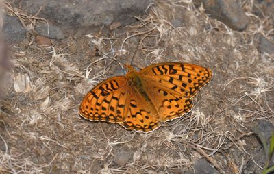 Coronis Fritillary: Speyeria coronis