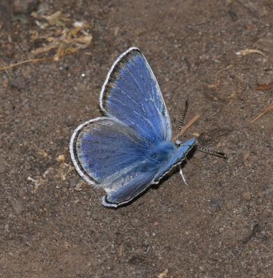 Boisduval's Blue: Icaricia icarioides