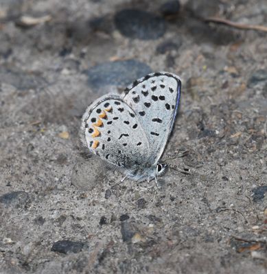 Columbia Blue: Euphilotes columbiae