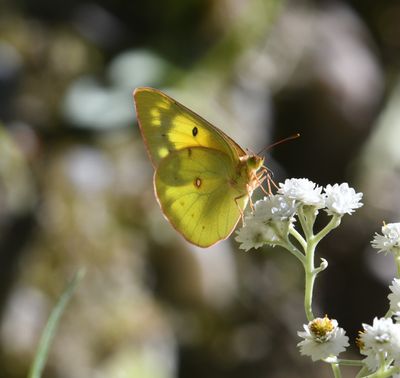 Orange Sulphur: Colias eurytheme
