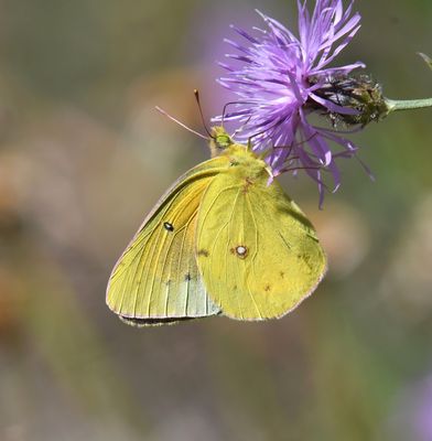 Orange Sulphur: Colias eurytheme