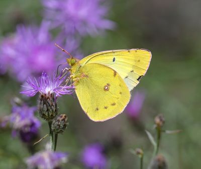 Orange Sulphur: Colias eurytheme