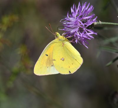 Orange Sulphur: Colias eurytheme