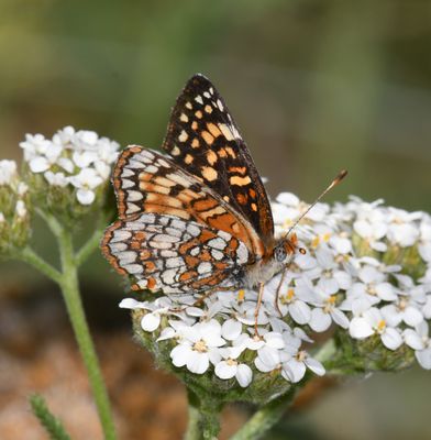 Sagebrush Northern Checkerspot: Chlosyne palla sterope