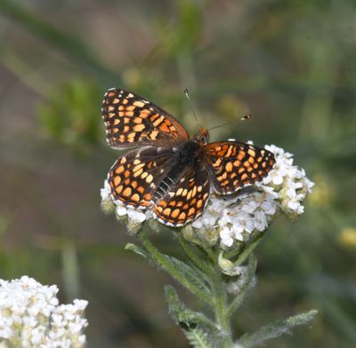 Sagebrush Northern Checkerspot: Chlosyne palla sterope