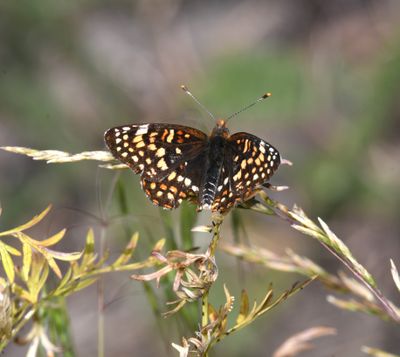 Sagebrush Northern Checkerspot: Chlosyne palla sterope