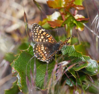 Sagebrush Northern Checkerspot: Chlosyne palla sterope