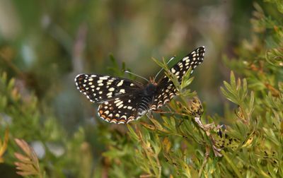 Sagebrush Northern Checkerspot: Chlosyne palla sterope
